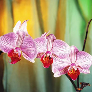 орхидея картина