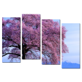 Дерево в розовом цвету_2