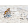 Бабочка на песке