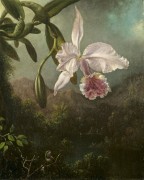Картина Цветущая орхидея - Хед, Мартин Джонсон