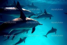 Дельфины - Сток