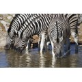 Зебры на водопое