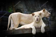 Белые львы 2 - Сток