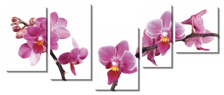 Ветки с орхидеями