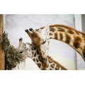 Мама жирафа со стеснительным малышом - Сток