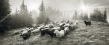 Отара овец в призрачном свете