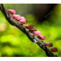 Удивительные розовые цикады - Сток