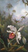 Колибри у белой орхидеи - Хед, Мартин Джонсон
