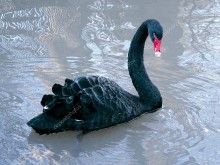 Черный лебедь - Сток