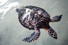 Большая черепаха на Шри-Ланке