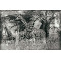 Жирафы в национальном парке Накуру (Кения) - Сток
