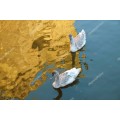 Лебеди на золотом отражении - Сток