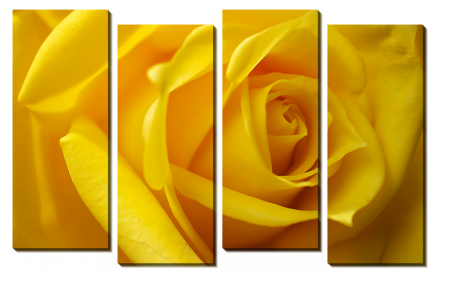 Желтая роза_2