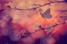 Бабочка с цветущей веткой