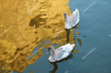 Лебеди на золотом отражении - Сток