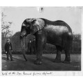 Цирковой слон Барнума
