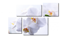 Модульная картина Белые орхидеи