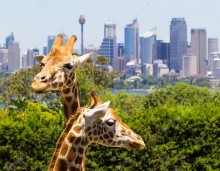 Жирафы в Сиднее - Сток