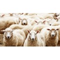 Овцы для подсчета перед сном