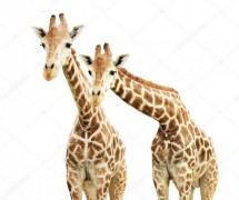 Любопытные жирафы - Сток