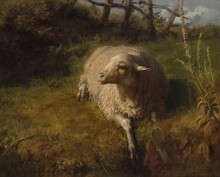 Лежащая овечка - Бонёр, Роза