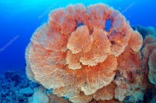 Веерный коралл - Сток