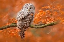 Уральская сова на оранжевом дубе - Сток