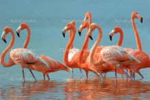 Красные фламинго