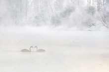 Снег и туман - Сток