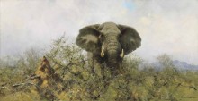 Бычий слон - Шеперд, Девид (20 век)