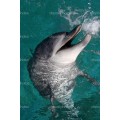 Улыбающийся дельфин - Сток