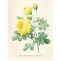 Желтая роза - Редуте, Пьер-Жозеф