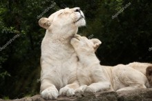 Белые львы - Сток