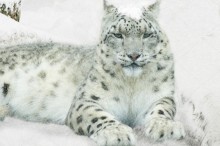 Снежный леопард - Сток