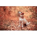 Осенний пес - Сток