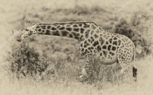 Жирафы в национальном парке Накуру (Кения) 2 - Сток