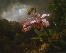Орхидея в джунглях - Хед, Мартин Джонсон