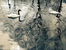 Лебеди на озере - Сток