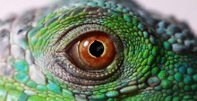 Глаз игуаны - Сток