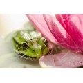Лягушонок под розовой лилией - Сток