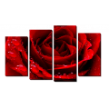 Красная роза_2