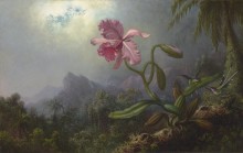 Две колибри и орхидеи - Хед, Мартин Джонсон