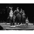 Цирковое представление со слонами