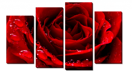 Красная роза_2