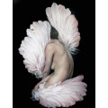 Девушка в розовых перьях - Копии Эми Джадд