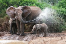 Слоновий душ - Сток