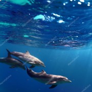 Три дельфина под водой - Сток