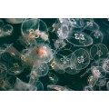 Лунные медузы - Сток