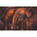 Деревянные слоники - Сток