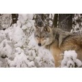Волчица в снегу